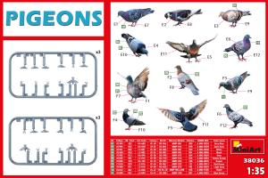 1:35 Pigeons